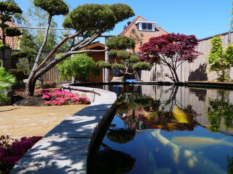 Koivijver - Marks Koi