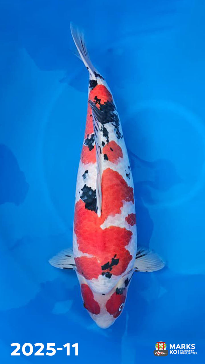 Sanke van Nagoshi, Gosai, Female, 83 cm