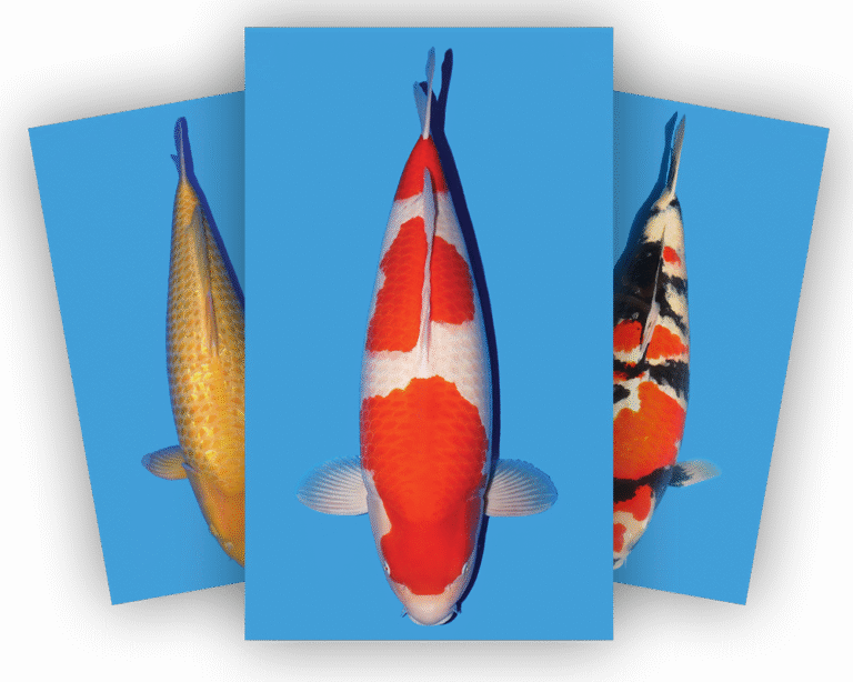 Alleen de beste Koi zijn goed genoeg