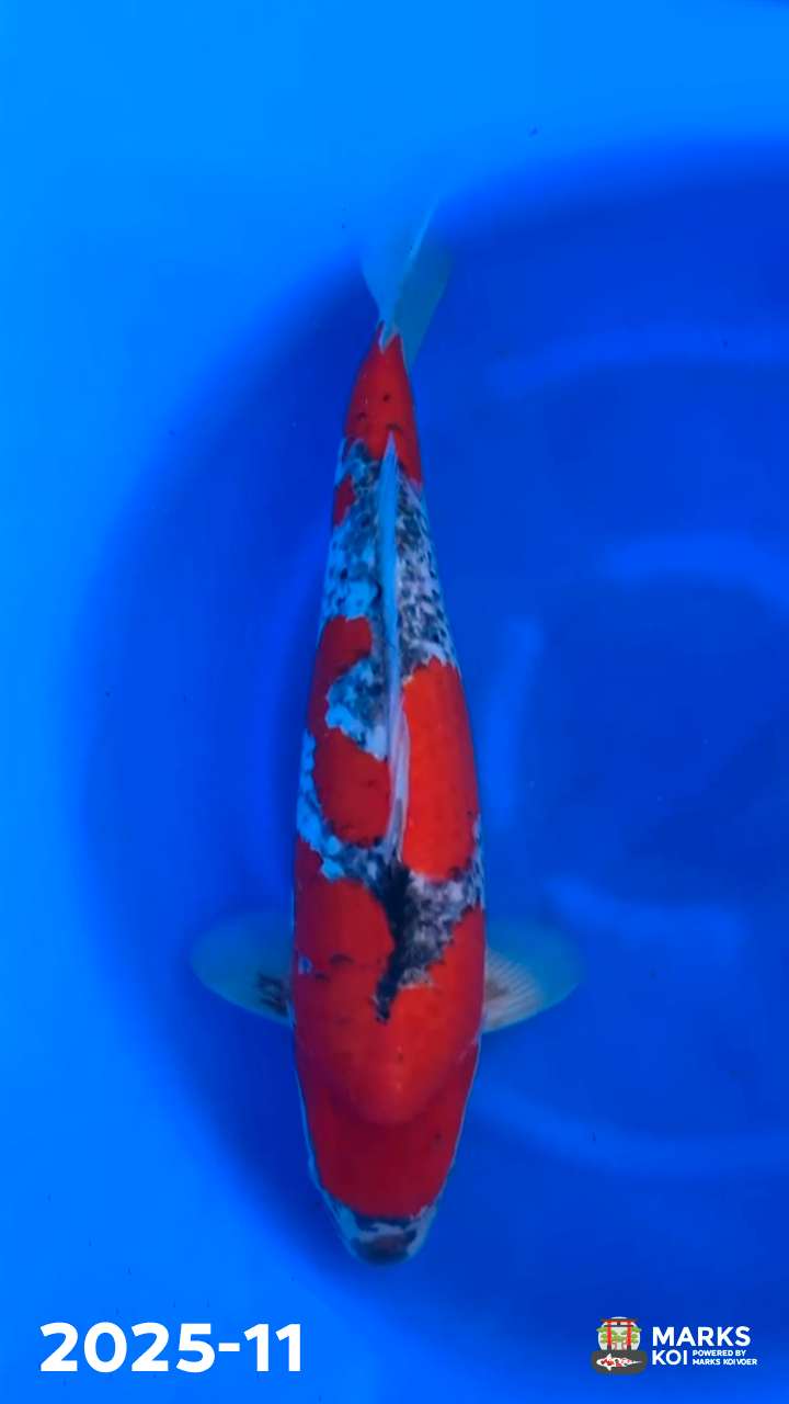 Sanke Goshiki van Kibi, Sansai, Female, 59 cm