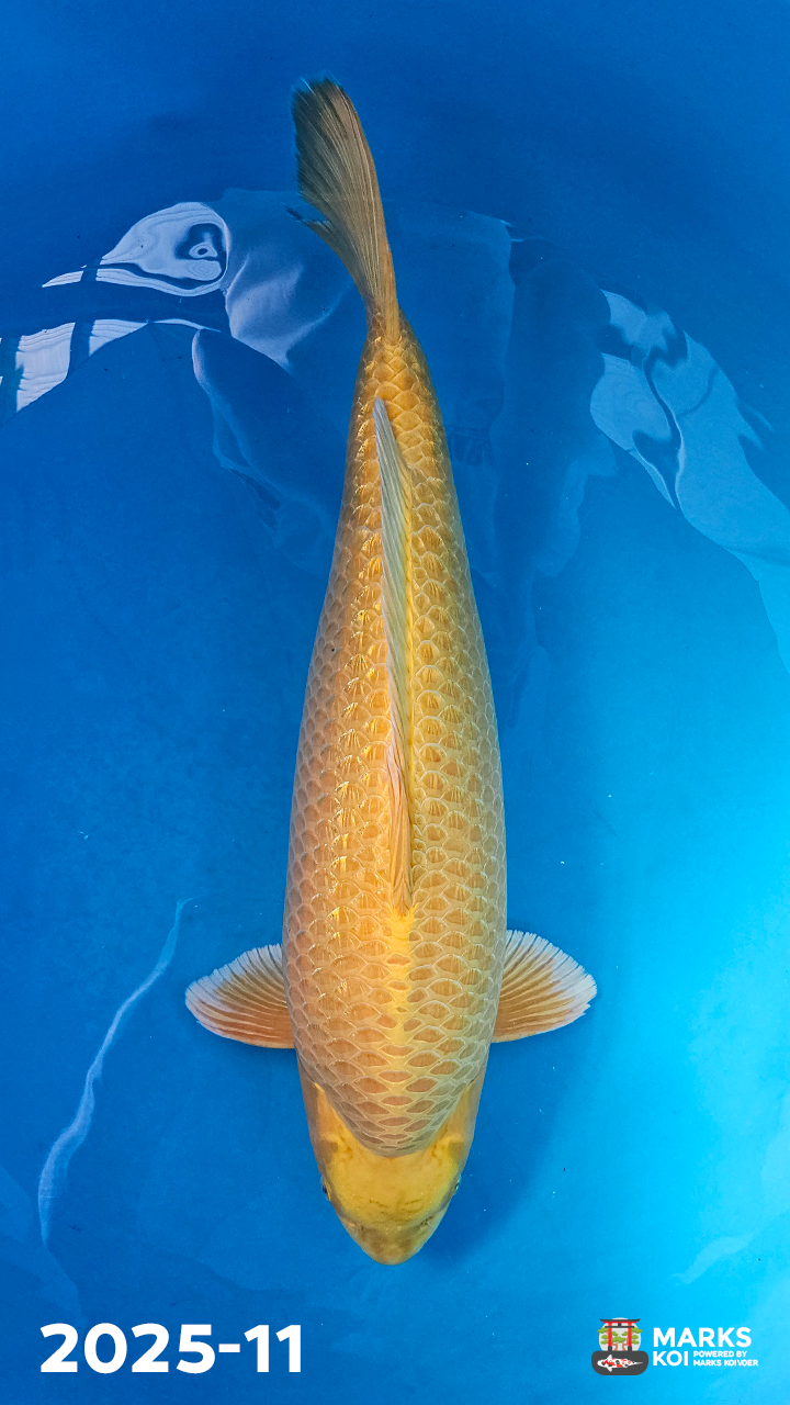 Ginrin Kigoi van Takigawa, Yonsai, Female, 72 cm