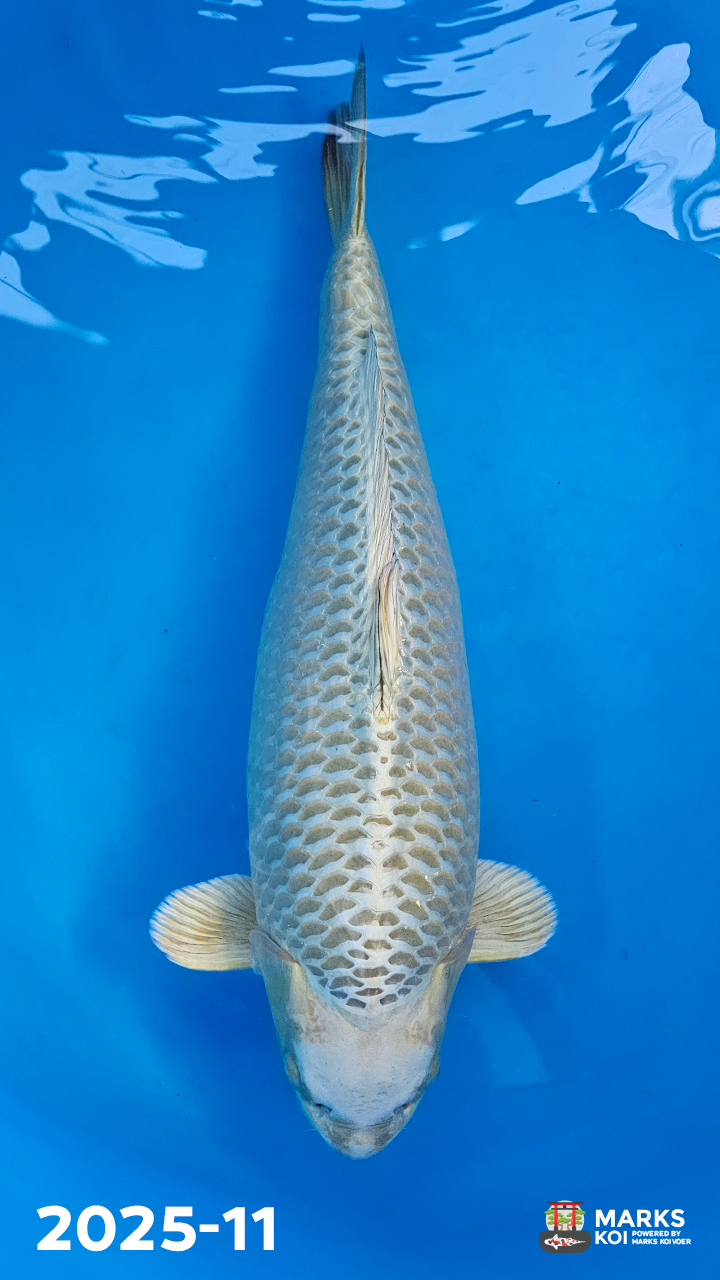 Mugashi Ogon van Takigawa, Yonsai, Female, 73 cm