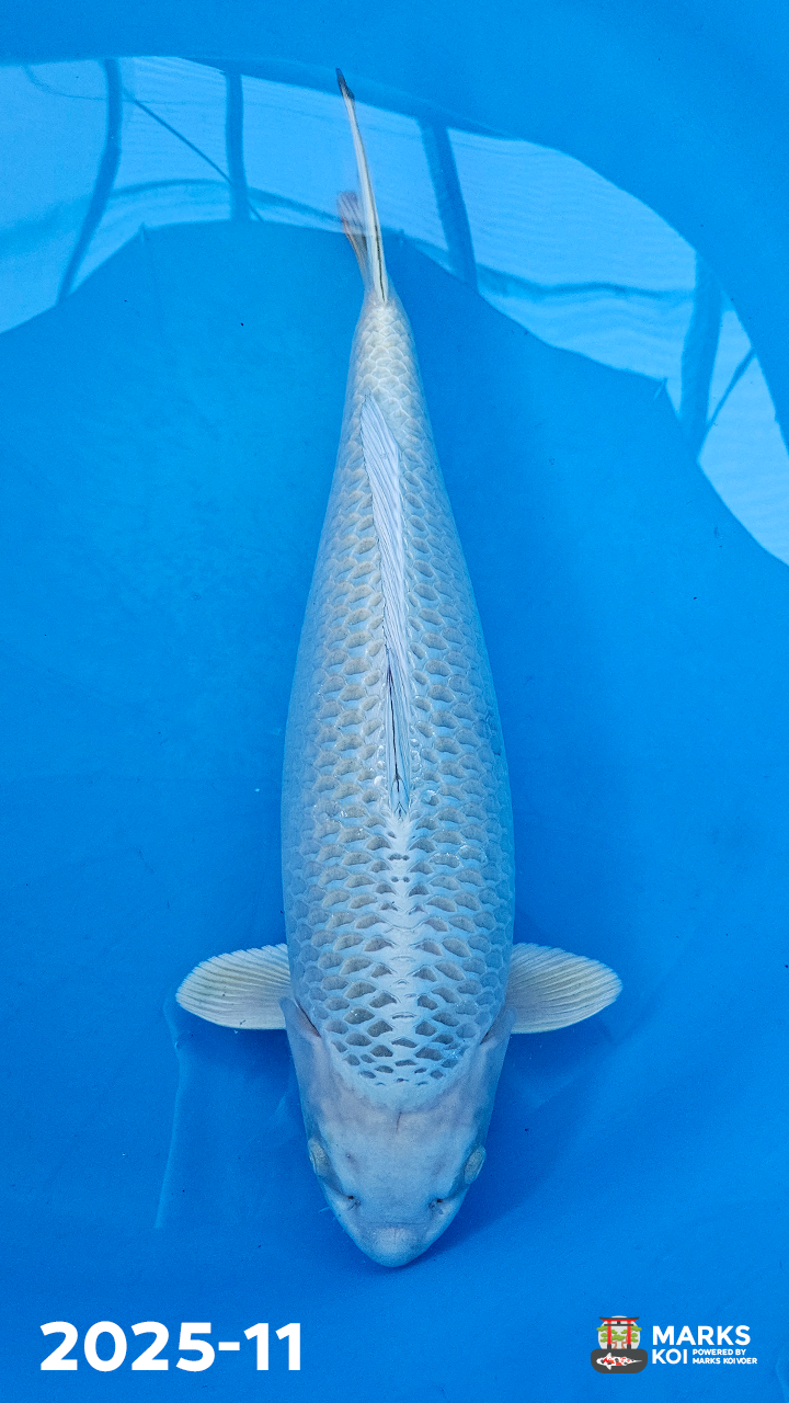 Mugashi Ogon van Takigawa, Yonsai, Female, 72 cm