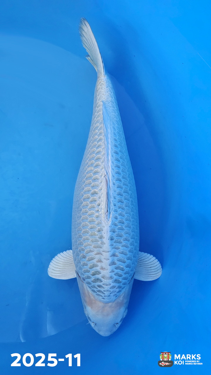 Mugashi Ogon van Takigawa, Yonsai, Female, 69 cm