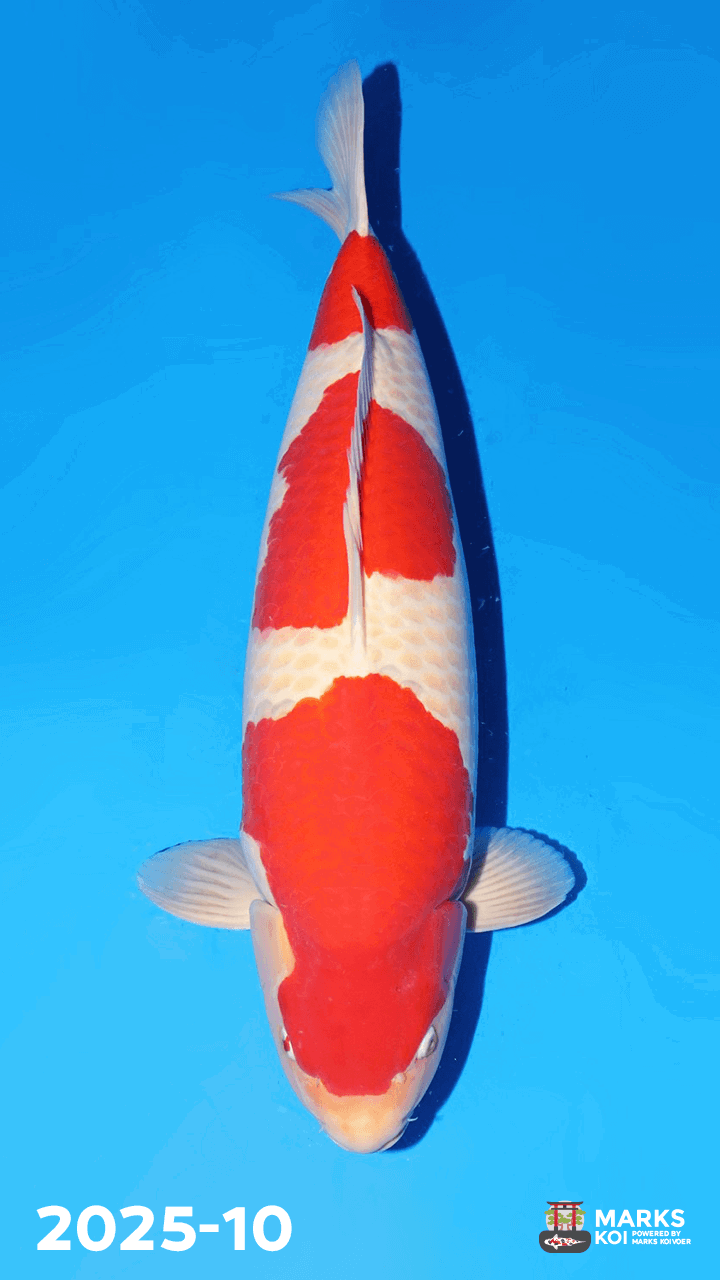 Kohaku van Dainichi Toyota, Sansai, Female, 72 cm