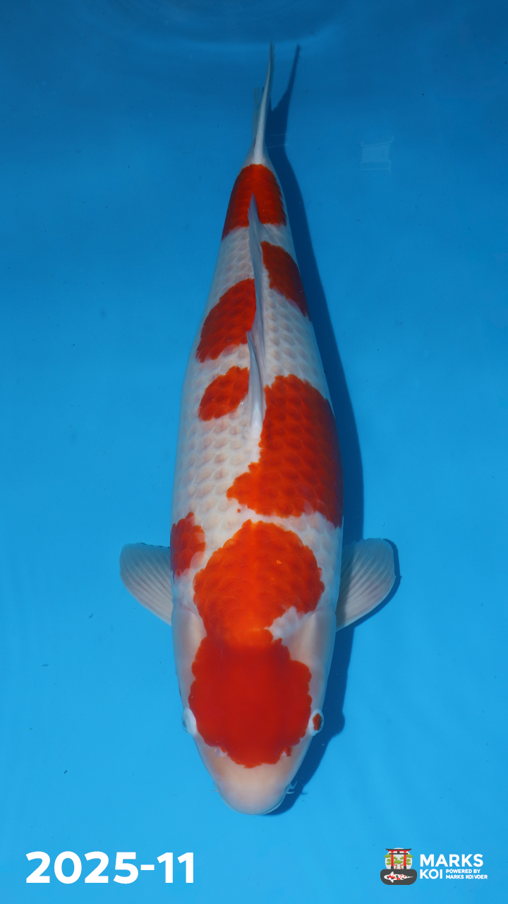 Kohaku van Matsue - 2025-11