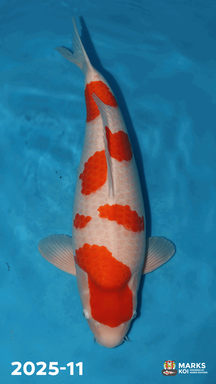 Kohaku van Takigawa, Sansai, Female, 66 cm