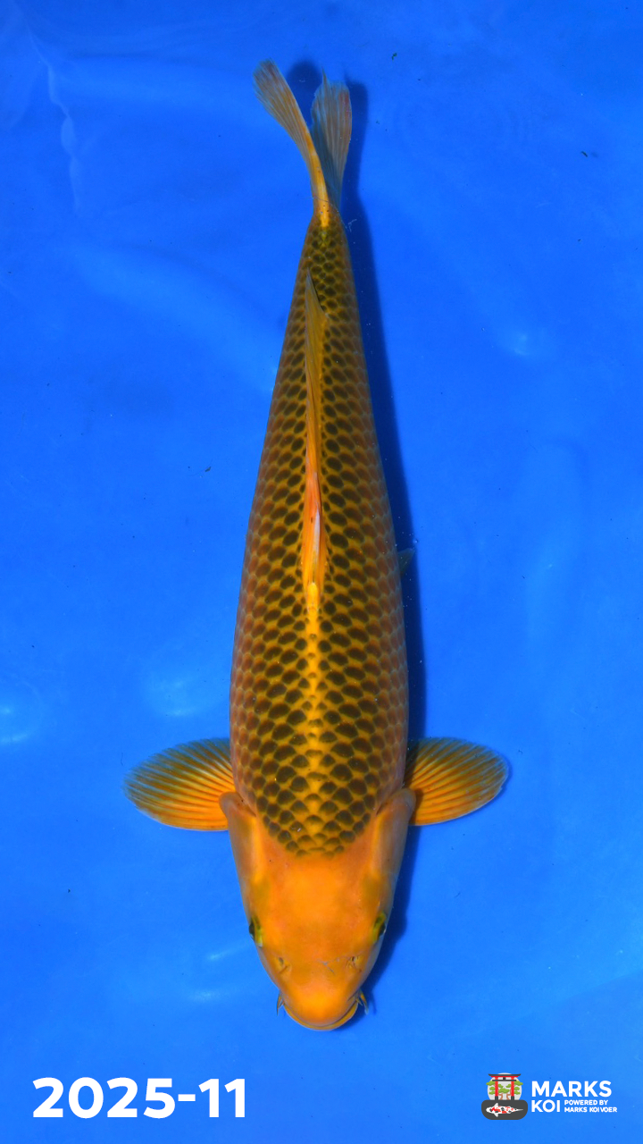 Yellow Corn van Taniguchi, Nisai, Female, 55 cm