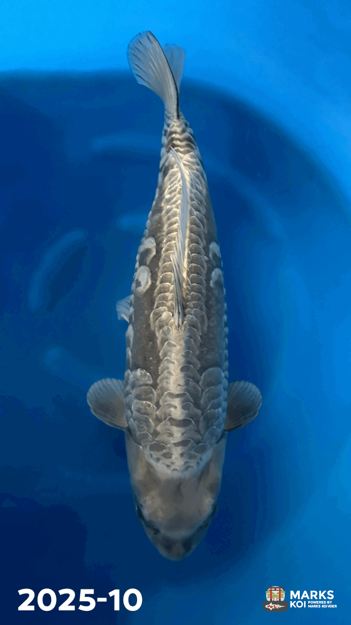 Bigscale van Oyama, Yonsai, Female, 84 cm