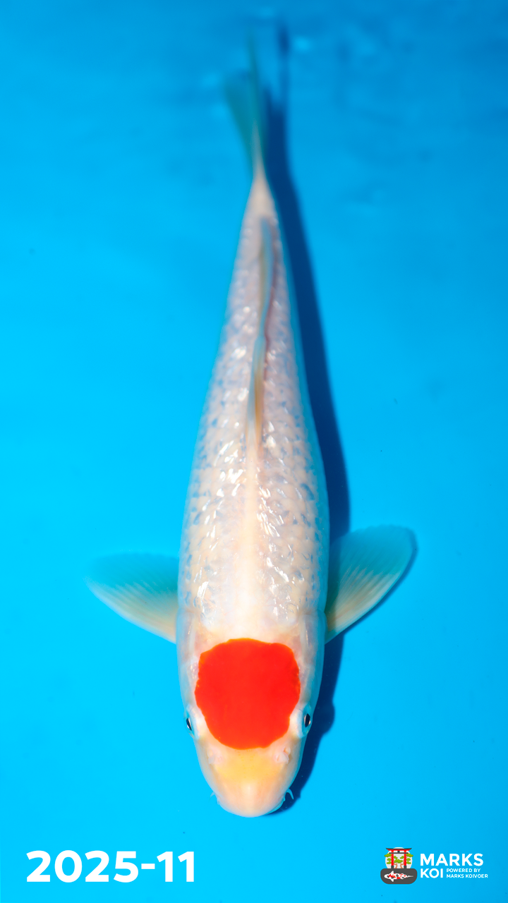 Ginrin Tancho van Oishi, Sansai, Male, 32 cm