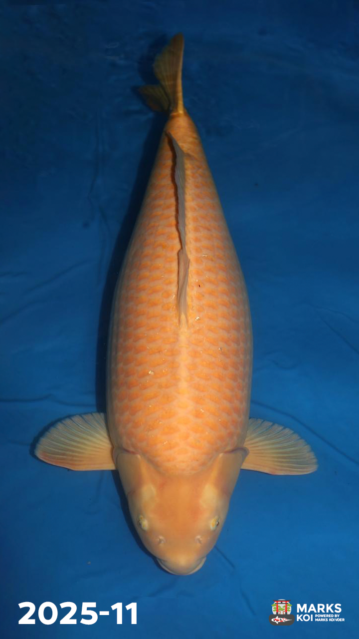 Mango van Beppu, Sansai, Female, 75 cm