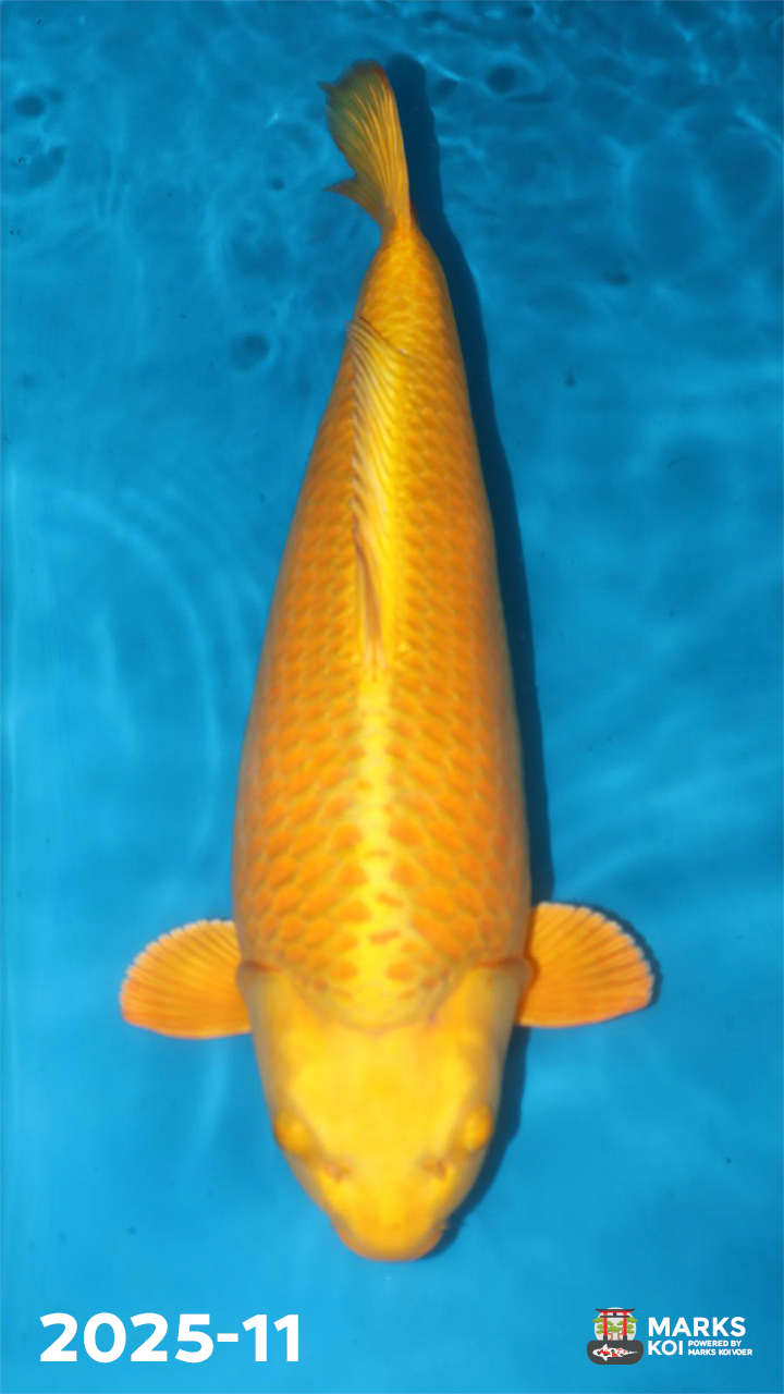 Yamabuki van Takigawa, Nisai, Female, 62 cm