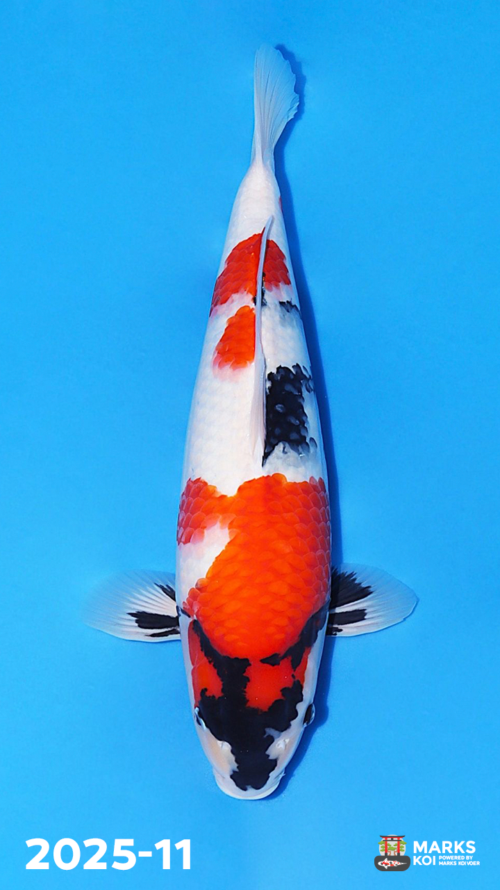 Showa van Nogami, Nisai, Female, 55 cm