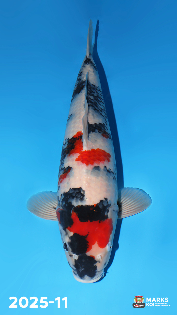 Showa van Dainichi Toyota, Nisai, Female, 60 cm