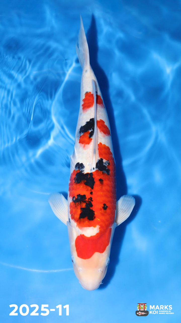 Sanke van Tamaura, Nisai, Female, 54 cm