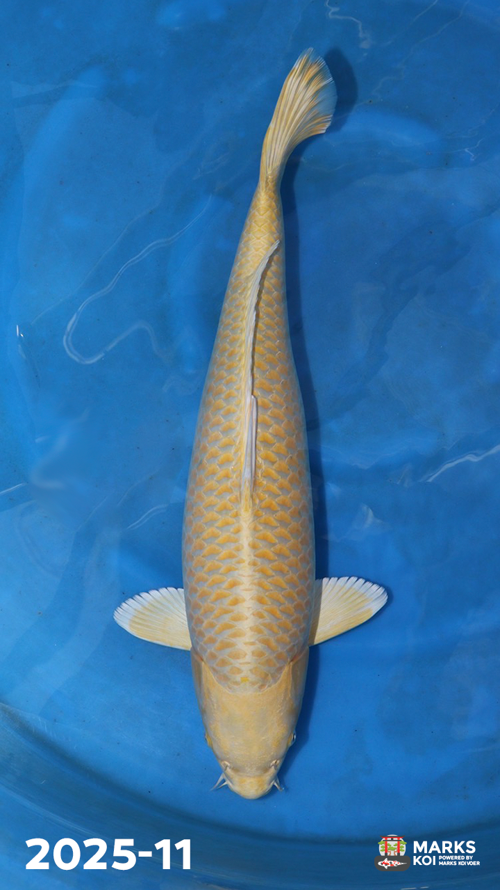 Yamabuki van Nagoshi, Sansai, Female, 59 cm