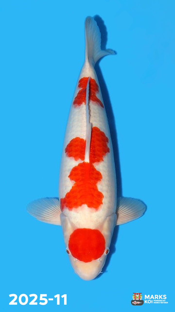 Kohaku van Kondo, Nisai, Female, 59 cm